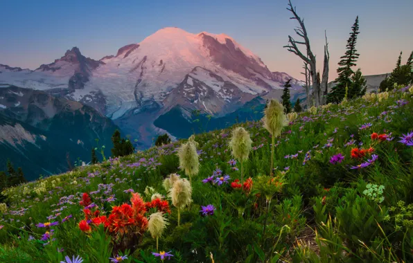 Picture flowers, mountains, meadow, Mount Rainier National Park, National Park mount Rainier, Mount Rainier, The cascade …