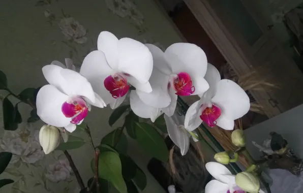 Picture White, Orchid, On color