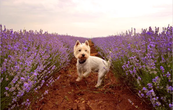 Picture Lavender, Lavender, The West highland white Terrier, Lavender field