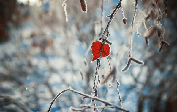 Picture winter, heart, leaf