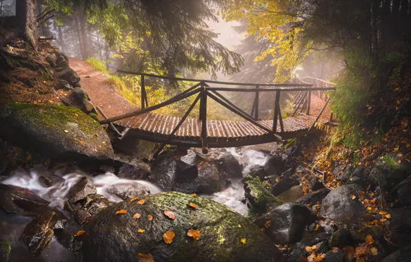 Picture autumn, leaves, trees, mountains, nature, stream, stones, track, the bridge, Bulgaria, Vitosha