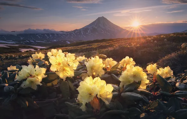 Picture the sun, rays, landscape, flowers, mountains, nature, morning, the volcano, Kamchatka, shrubs, rhododendrons, Анна Политова