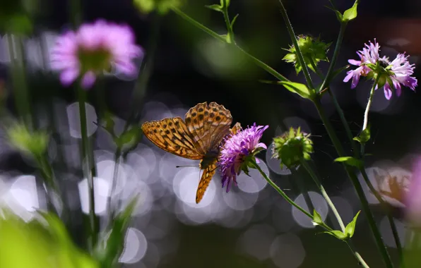 Picture summer, macro, flowers, nature, butterfly, bokeh