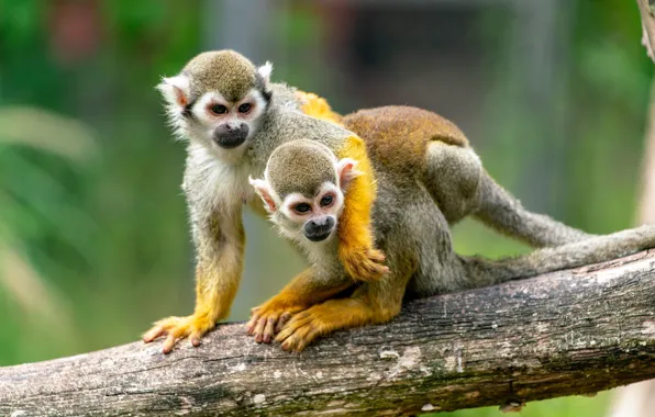 Picture couple, amazon, squirrel monkey
