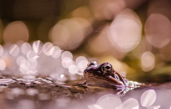 Picture eyes, look, water, macro, light, glare, pond, background, frog, pond, swimming, bokeh, Peeps, out of …