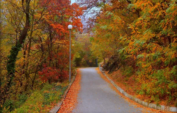 Picture Road, Autumn, Trees, Fall, Foliage, Autumn, Colors, Road, Trees, Leaves