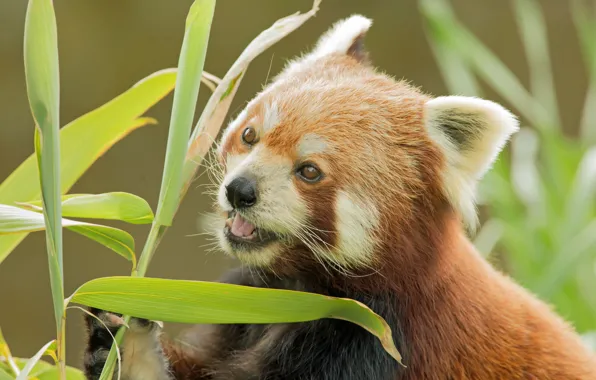 Picture bamboo, face, Red Panda, Red Panda