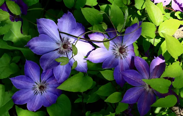 Picture leaves, flowers, clematis