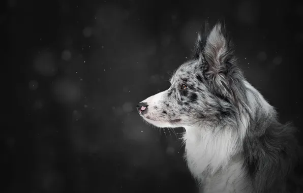 Picture winter, snow, the dark background, dog, profile, snowfall, bokeh, the border collie