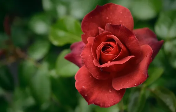 Picture rose, petals, red, bokeh