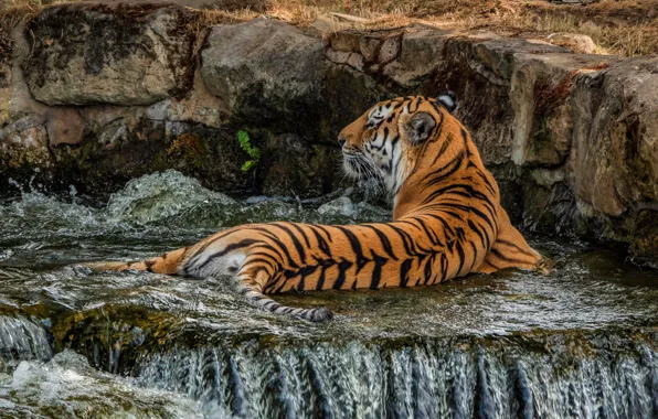 Picture nature, tiger, pose, stones, back, waterfall, bathing, lies, Jacuzzi, wild cat, zoo, slacking
