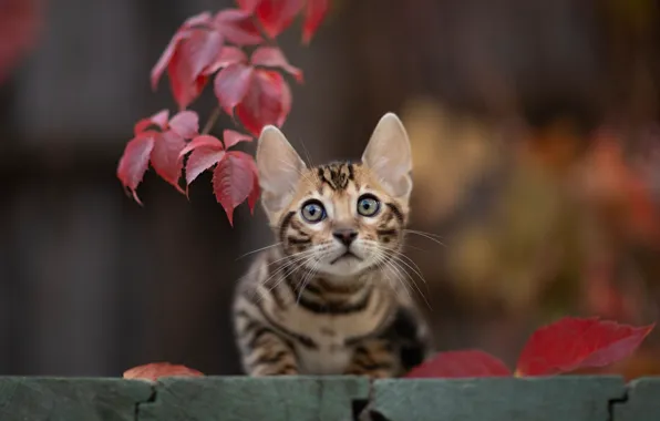 Picture cat, look, leaves, muzzle, kitty, bokeh, cat, Yuriy Korotun