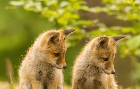Picture Fox, red, a couple, Duo, bokeh, cubs, cubs