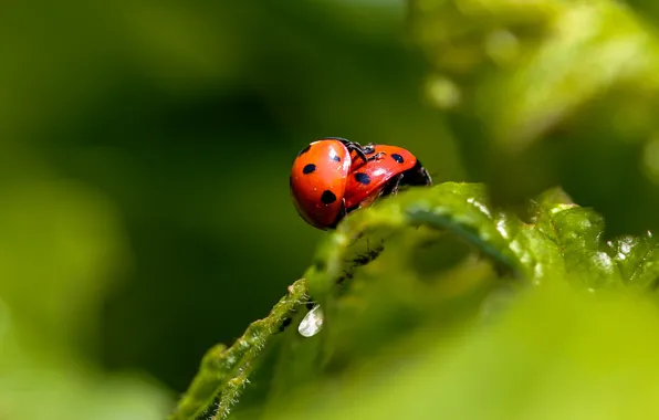 Picture macro, insects, two, leaf, ladybug, beetle, pair, bugs, a couple, two, green background, ladybugs, bokeh, …