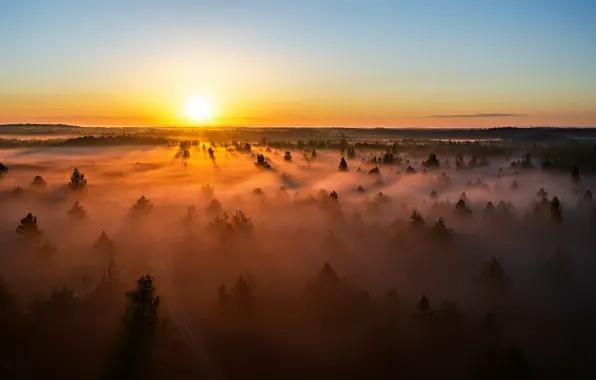 Picture Lithuania, sunset, misty, forest