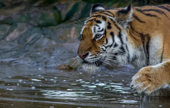 Picture face, water, tiger, paw, wild cat