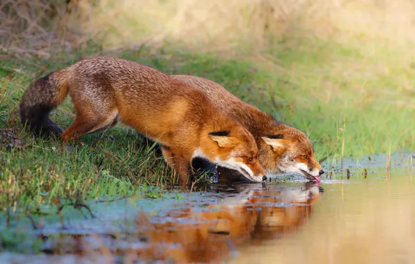 Picture language, summer, grass, water, pose, reflection, river, thirst, shore, bright, two, slope, Fox, pair, tail, …