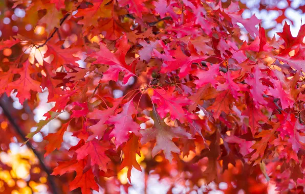 Picture autumn, leaves, tree, colorful, red, maple, autumn, leaves, autumn, maple