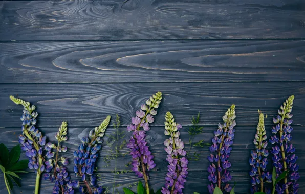 Picture flowers, background, wood, flowers, purple, lupins, lupine