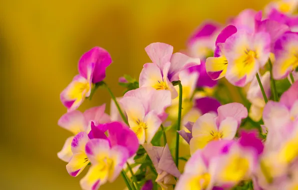 Picture macro, background, Pansy, Viola