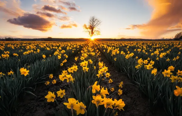 Picture field, sunset, flowers, tree, yellow, daffodils, plantation, Washington State, Skagit Valley, Washington, Skagit Valley