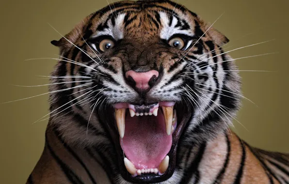 Picture Look, Tiger, Mustache, Eyes, Evil, Fangs, Face, Predator, Close-up, Grin