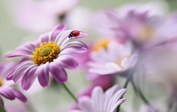 Picture macro, flowers, nature, ladybug, beetle, Rina Barbieri