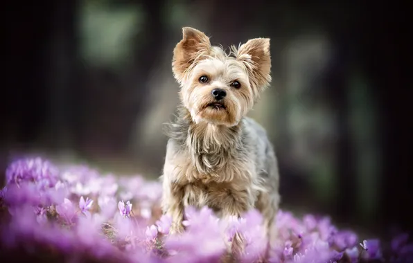 Picture forest, nature, background, glade, dog, spring, baby, crocuses, puppy, lilac, bokeh, Yorkshire Terrier