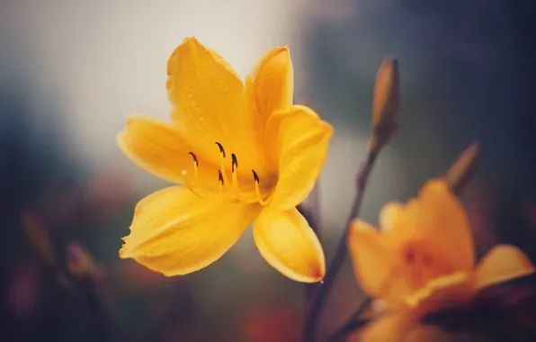 Picture macro, yellow, petals, bokeh, Daylilies