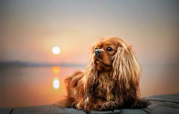 Picture the sun, sunset, nature, animal, dog, dog, Ekaterina Kikot