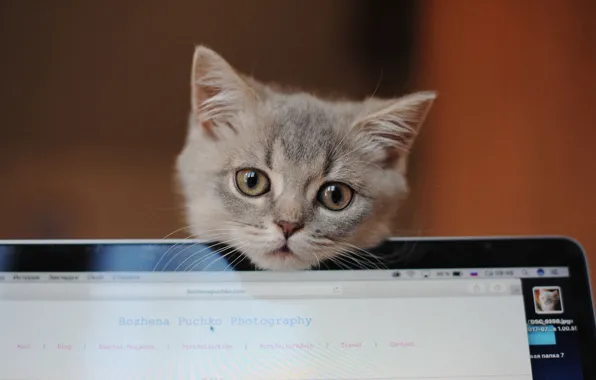 Picture look, grey, muzzle, laptop, kitty, Bozhena Puchko