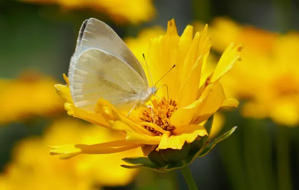 Picture flower, butterfly, belyanka