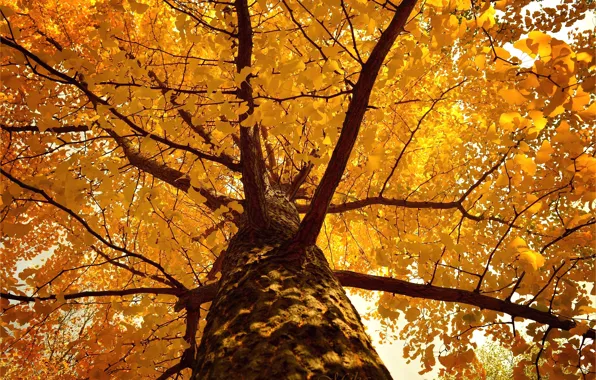 Picture Tree, Autumn, Fall, Tree, Autumn