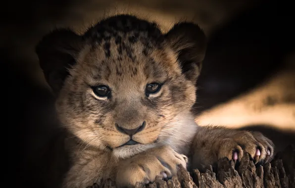 Picture eyes, look, baby, cute, lion