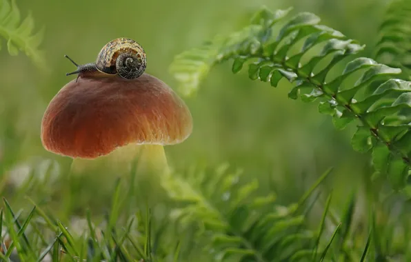 Picture summer, mushroom, snail