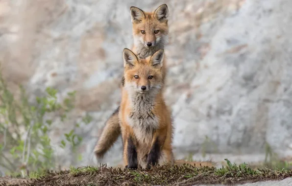 Picture Fox, a couple, twins, cubs