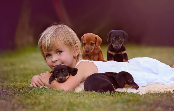 Picture dogs, look, mood, puppies, girl, friends