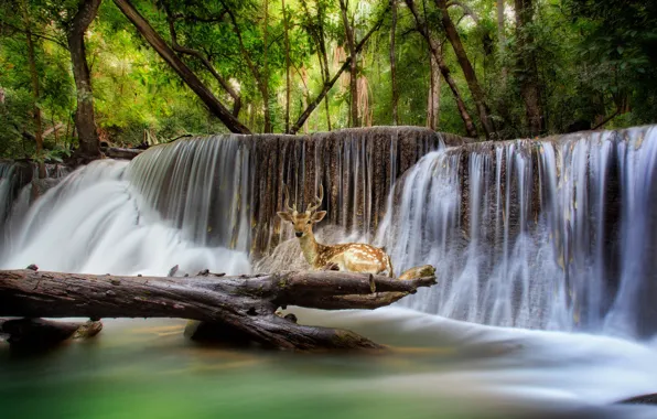 Picture forest, trees, nature, stones, animal, waterfall, deer, Thailand, Thailand, national Park, reserve, Kanchanaburi, Erawan, deadwood, …