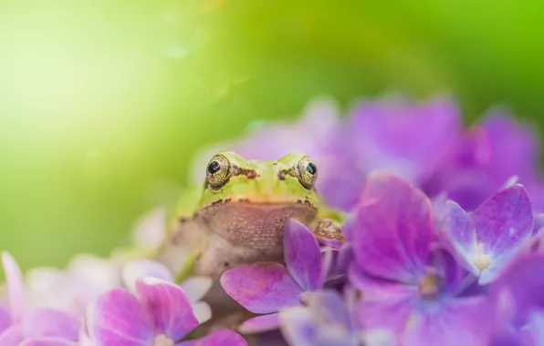 Picture summer, flowers, frog