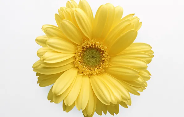Picture flower, yellow, white background