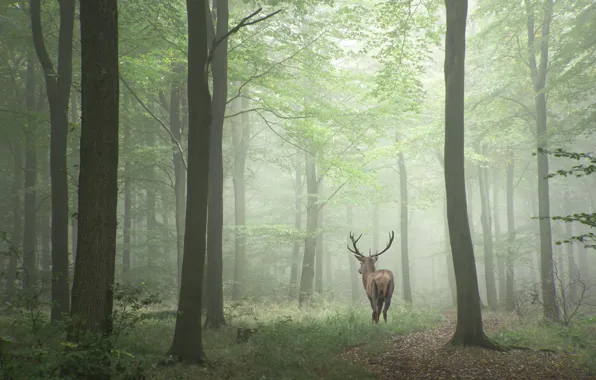 Picture forest, trees, fog, deer, horns