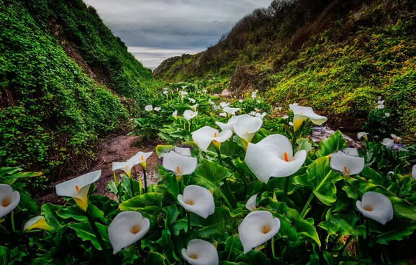 Picture flowers, rocks, shore, white, pond, ivy, Calla lilies