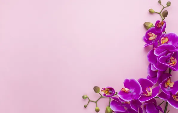 Picture background, pink, Orchid, composition
