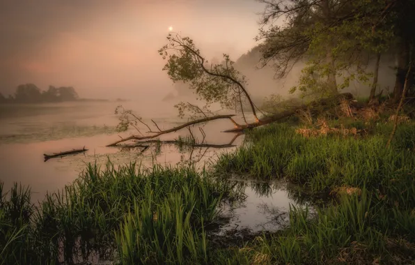 Picture grass, trees, branches, fog, lake, shore, morning, log, pond