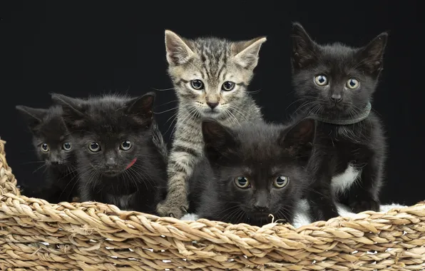 Picture cats, the dark background, kitty, grey, kittens, kids, company, basket, a lot, black, faces, выводое