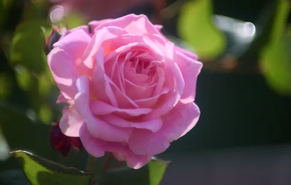 Picture macro, pink, rose, blur, bokeh