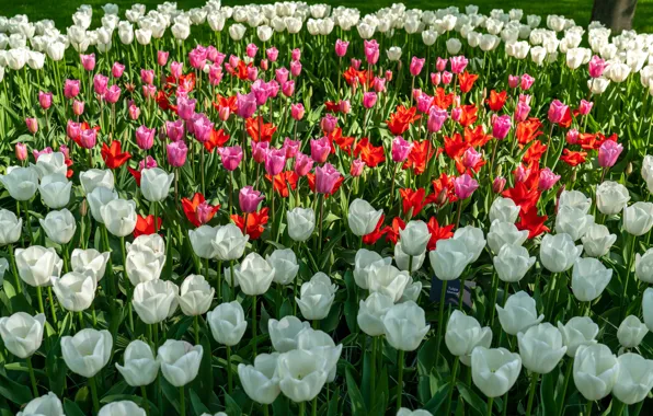 Picture flowers, Park, spring, tulips, red, pink, white, flowerbed