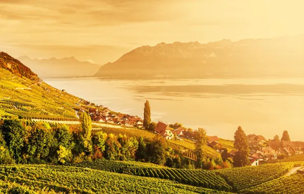 Picture the sun, mountains, lake, Switzerland, vinogradniki, Lavaux, Laveau