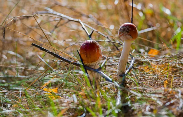 Picture autumn, mushrooms, dry grass, Amanita muscaria