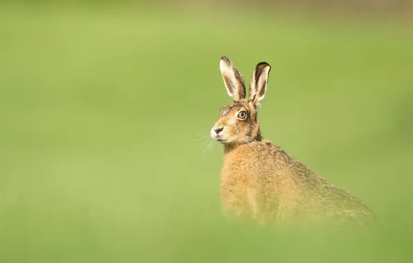 Picture summer, look, nature, pose, green, grey, background, glade, hare, portrait, face, sitting, Bunny, ears, bokeh